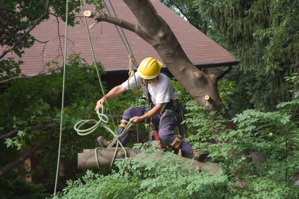 Best Storm Damage Tree Cleanup  in Long Beach, CA